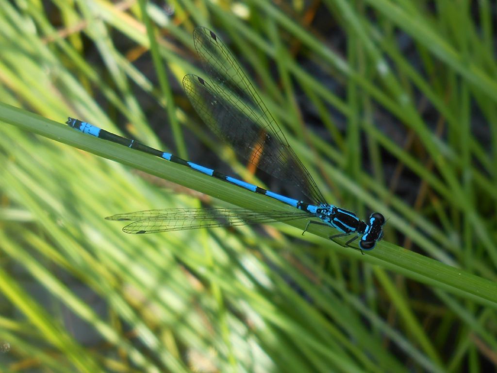 Coenagrion scitulum? no, pulchellum